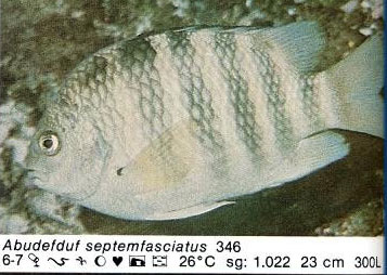 Abudefduf septemfasciatus